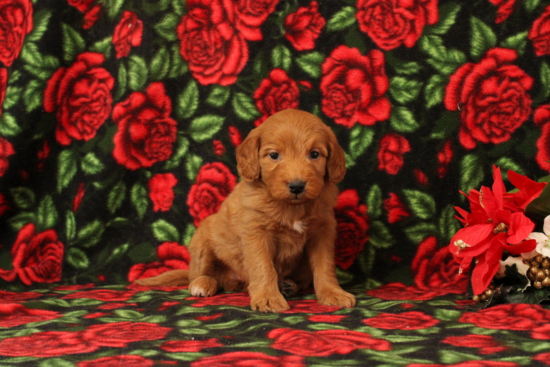 puppy, for, sale, Mini Goldendoodle F1, Matthew B. Stoltzfus, dog, breeder, Gap, PA, dog-breeder, puppy-for-sale, forsale, nearby, find, puppyfind, locator, puppylocator, aca